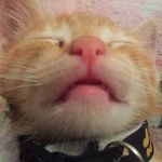 darwin lee🐱🐈 - @darwin_cattt - Instagram