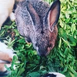 Darwin - @darwinlingonzales - Instagram