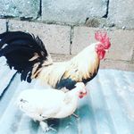 darwinlujano - @darwinlujano30 - Instagram