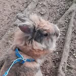 ♡ Darwin Lyon ♡ - @darwin.coelho - Instagram