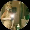 pie - @darwin.lyon0 - TikTok