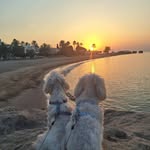 Darwin&Marvel🐾🐾🦴🌎🇪🇸 - @darwin.marvel.maltese - Instagram