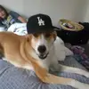 mila_and_darwin - @ma_boi_darwin - TikTok