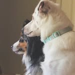 ⅅ⋮ Darwin - @darwin.mackay.aussies - Instagram