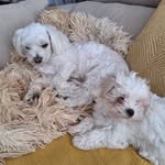 Darwin&Marvel🐾🐾🦴🌎🇪🇸 - @darwin_marvel_ - Instagram