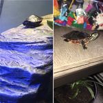 Därwïñ And Märvïñ Ëšćøbår - @darwin_and_marvin_the_turtles - Instagram