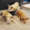 Darwin Hank n Marvin - @darwinhanknmarvin - TikTok