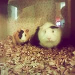 Chris Morris and Darwin 🐹 - @morris_and_darwin - Instagram