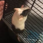 Darwin Williams-Morris 🐭🐾 - @darwinmouse - Instagram
