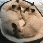 Darwin & Newton - @ragdollbrothers_london - Instagram