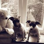 Darwin & Newton - @just_russells - Instagram