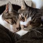 Darwin & Newton - @darwinnewtoncats - Instagram