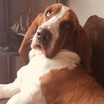 Darwin Newton - @darwin_newton_thebasset - Instagram