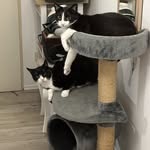 Darwin und Newton - @the_explorer_cats - Instagram