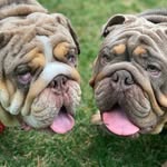 Darwin🍩⚔️Newton🍪⚔️Windsor🍫⚔️ - @mypupsicles - Instagram