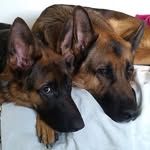 Newton & Darwin - @newton_darwin_gsd - Instagram