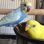 Newton And Darwin And Pippa - @newton_and_darwin_pippa - Instagram