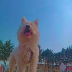 Newton - @newton_darwin_ - Instagram