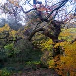 Darwin Oak - @sheltonroughlocalnaturereserve - Instagram