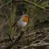 darwinoakley926 - @darwinoakley926 - TikTok