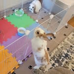 @oakleyanddarwin - Instagram