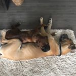Darwin, Parker & Bruce - @parker.darwin.bruce - Instagram