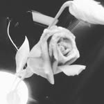 darwinphillips - @darwinjphillips - Instagram
