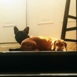 Darwin & Pierce - @darwinandpierce - Instagram