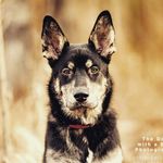 Darwin & Quinn - @darwinquinn.adventures - Instagram