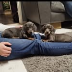 Delilah and Darwin Quinn - @delilahanddarwin - Instagram