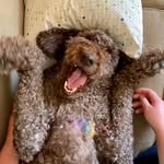 Hi, I’m Darwin! 🐾 - @darwinrosendin - Instagram