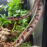 Darwin The Royal Python! - @darwintheroyalpython - Instagram