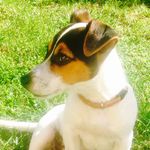Darwin Jack Russell - @darwinjackrussell - Instagram