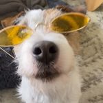 @darwin_thejackrussell - Instagram