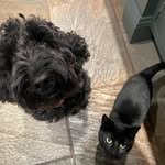 Darwin and Merlin (Jo Scott) - @darwin.and.the.wizard - Instagram