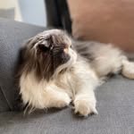 MACRORY DARWIN💗 - @darwin_scottish_fold - Instagram
