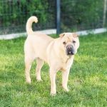 Darwin 🐶 - @darwin_the_sharpei - Instagram