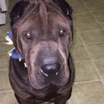 Darwin Carter - @darwinthesharpei - Instagram
