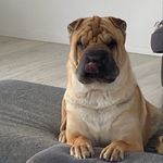 Darwin the sharpei - @darwin_sharpei - Instagram