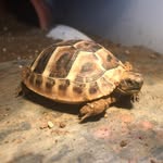 Darwin Sheldon Littlefoot - @my_tortoise_darwin - Instagram