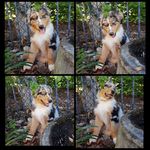 Australian shepherd SILVA - @silva_aussie_shepherd_darwin - Instagram