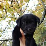 Darwin Belgian Shepherd - @darwinoffii - Instagram