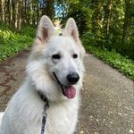 Darwin🐶 - @darwin.whiteshepherd - Instagram