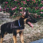 Darwin - @darwin_oshepherd - Instagram