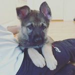 Darwin Lewis Dederthing - @darwin_the_german_shepherd - Instagram