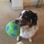 Darwin The Aussie - @darwintheaustralianshepherd - Instagram