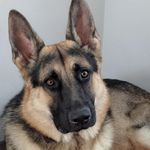 Darwin The German Shepherd - @darwin_the_gsd_ - Instagram