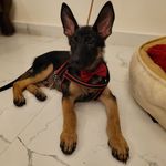 Darwin The Shepherd - @darwintheshepherd - Instagram