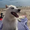 Darwin.whiteshepherd - @darwin.whiteshepherd - TikTok