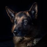 @german_shepherd_darwin - Instagram